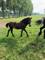 Mooi merrie veulen, Dieren en Toebehoren, Paarden, Minder dan 160 cm, 0 tot 2 jaar, Onbeleerd, Merrie