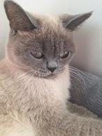 Britse korthaar, Dieren en Toebehoren, Poes, Ontwormd, 0 tot 2 jaar