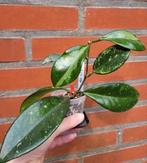 Hoya AH074 (nr. 1), Ophalen of Verzenden, Overige soorten, Minder dan 100 cm