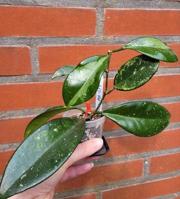 Hoya AH074 (nr. 1) beschikbaar voor biedingen