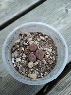 Lithops Creatures Lithops hookeri vermiculate C019 €2.50/pot, Vetplant, Ophalen of Verzenden, Minder dan 100 cm, Bloeiende kamerplant