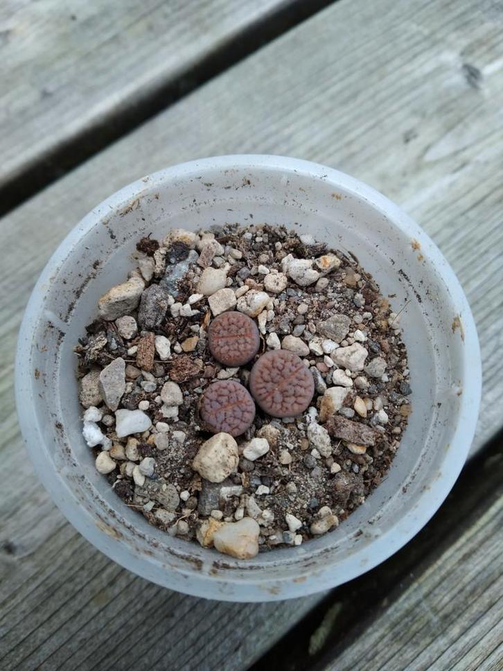 Lithops Creatures Lithops hookeri vermiculate C019 €2.50/pot, Huis en Inrichting, Kamerplanten, Vetplant, Minder dan 100 cm, Bloeiende kamerplant