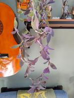 Tradescantia Pallida met pot, Huis en Inrichting, 100 tot 150 cm, Overige soorten, In pot, Groene kamerplant