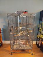 Grijze roodstaart papegaai