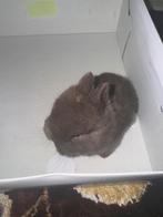 Vier zwarte konijnen, Dieren en Toebehoren, Konijnen, Mannelijk