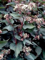 eupatorium chocolate. , Vaste plant, Halfschaduw, Herfst, Ophalen