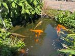 Div grote koi’s, Dieren en Toebehoren, Vissen | Vijvervissen, Karper of Koi