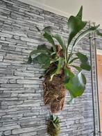 Hertshoorn op kurk +- 60cm, Overige soorten, Minder dan 100 cm, Groene kamerplant, Halfschaduw