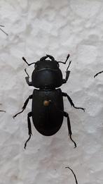 Geprepareerd klein vliegend hert, Ophalen of Verzenden, Nieuw, Insect, Opgezet dier