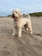 Australian labradoodle, Puppies verwacht!, Overige rassen, CDV (hondenziekte), 8 tot 15 weken, Meerdere