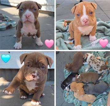 American Bully pocket pups met stamboom beschikbaar voor biedingen