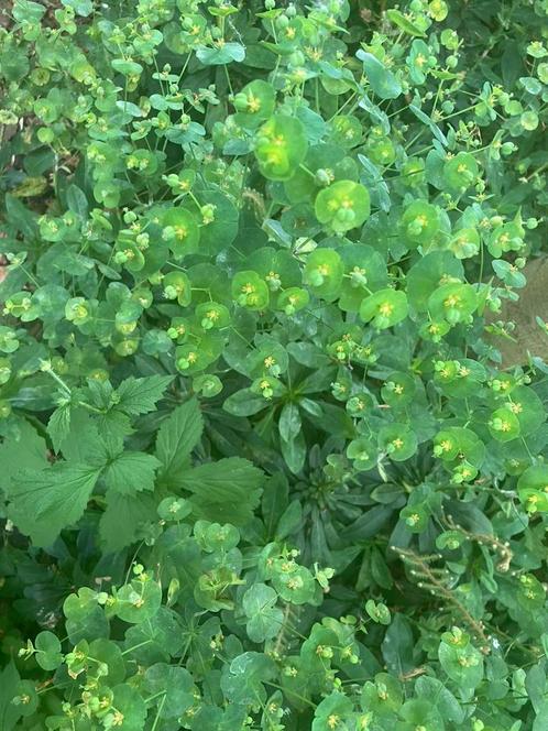 Amandel wolfsmelk (Euphorbia Amygdaloides), Tuin en Terras, Planten | Tuinplanten, Overige soorten, Volle zon, Ophalen