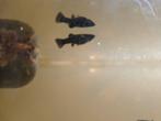 Black molly, Vis, Zoetwatervis, Schoolvis