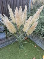 50 mooie pampaspluimen gedroogd, Ophalen, Overige soorten, Volle zon