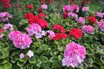 tuinplanten, Ophalen, Zomer, Overige soorten, Halfschaduw