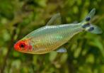 Hemigrammus Rhodostomus | Roodneuszalm, Vis