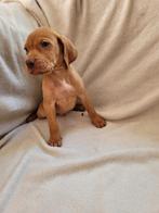 Vizsla pups, Overige rassen, CDV (hondenziekte), 8 tot 15 weken, Meerdere
