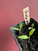 Gele paprika stekjes, Ophalen of Verzenden, Eenjarig, Groenteplanten, Volle zon