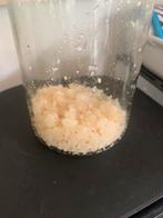 Waterkefir korrels biologisch, Diversen, Levensmiddelen, Ophalen