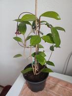 Hoya plant, Ophalen, Overige soorten, Minder dan 100 cm