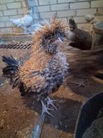 Padua hanen (baardkuifhoen), Mannelijk, Kip