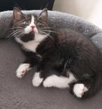 Kruising britse korthaar poesje, Poes