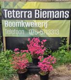 Japanse tuinazalea in soorten  aanbieding 2 voor €10,-, Tuin en Terras, Planten | Tuinplanten, Vaste plant, Halfschaduw, Zomer