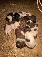 Friese Stabij pups, Dieren en Toebehoren, Particulier, Meerdere, 8 tot 15 weken, Meerdere dieren