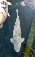 Diverse koi . Yamabuki ginrin soragoi ginrin shiro muji, Dieren en Toebehoren, Vissen | Vijvervissen, Karper of Koi
