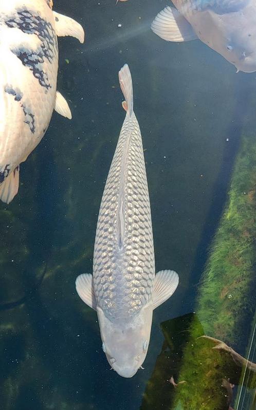 Diverse koi . Yamabuki ginrin soragoi ginrin shiro muji, Dieren en Toebehoren, Vissen | Vijvervissen, Karper of Koi