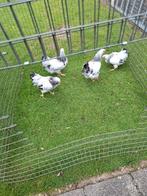 Wyandotte kriel witzwart columbia, Meerdere dieren, Kip