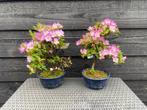 Japanse Bonsai buiten in diverse soorten en maten, In pot, Halfschaduw, Lente, Minder dan 100 cm