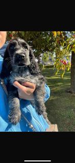 Laatste Engelse Cocker Spaniëi reu te koop, 8 tot 15 weken, Rabiës (hondsdolheid), Meerdere, Meerdere dieren