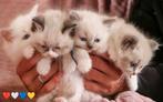 Ragdoll kittens met stamboom en garantie, Dieren en Toebehoren, Katten en Kittens | Raskatten | Langhaar, Poes, Ontwormd