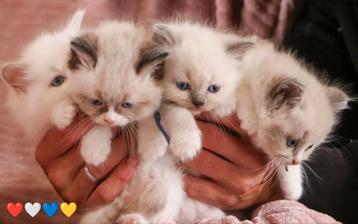 Ragdoll kittens met stamboom en garantie beschikbaar voor biedingen