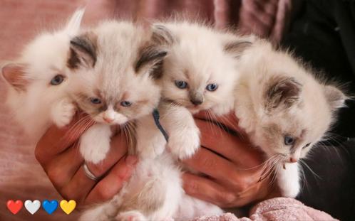 Ragdoll kittens met stamboom en garantie, Dieren en Toebehoren, Katten en Kittens | Raskatten | Langhaar, Poes, Met stamboom, Ontwormd