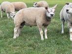 Luxe texelaar stamboek lammeren., Dieren en Toebehoren, Schapen, Geiten en Varkens, Mannelijk, Schaap