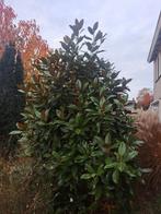 Groenblijvende boom (laurier?), meer dan 3 meter!, Tuin en Terras, Planten | Bomen, Ophalen, Bloeit niet, Halfschaduw, Overige soorten