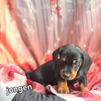 Prachtige teckel pups, Dieren en Toebehoren, CDV (hondenziekte), 8 tot 15 weken, Korthaar, Dwerg