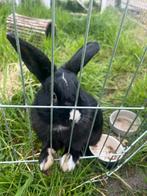 Dekram, Dieren en Toebehoren, Konijnen, Mannelijk