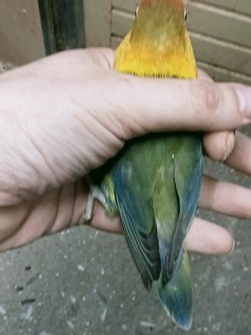 Prachtige piep jonge agapornis fisheri d groen blauw man beschikbaar voor biedingen