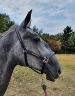 Leren halster met strass maat full, Dieren en Toebehoren, Ophalen of Verzenden