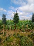 Taxus halfstam, Tuin en Terras, Ophalen, 100 tot 250 cm, Vijgenboom