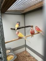 Bourkes lutino en rubino, Dieren en Toebehoren, Vogels | Parkieten en Papegaaien, Meerdere dieren, Parkiet, Geringd