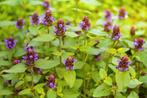 Bijenkorfje, Gewone brunel (Prunella vulgaris), stekje, Vaste plant, Halfschaduw, Zomer, Ophalen