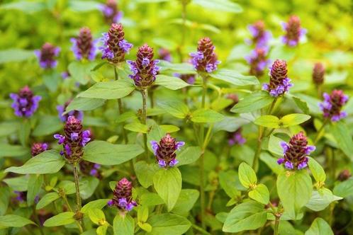 Bijenkorfje, Gewone brunel (Prunella vulgaris), stekje, Tuin en Terras, Planten | Tuinplanten, Vaste plant, Overige soorten, Halfschaduw