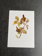 9  zangvogels 19x27 cm samen 18 euro oa zw specht, Antiek en Kunst, Ophalen of Verzenden, Natuur en Biologie