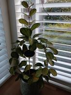 Grote Hoya australis lisa, Ophalen of Verzenden, Overige soorten, Minder dan 100 cm