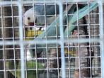 Opaline split bleekstaart halsbandparkiet, Vrouwelijk, Parkiet