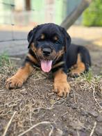 Raszuivere Rottweiler pups!, 8 tot 15 weken, Meerdere, Meerdere dieren, Rottweiler